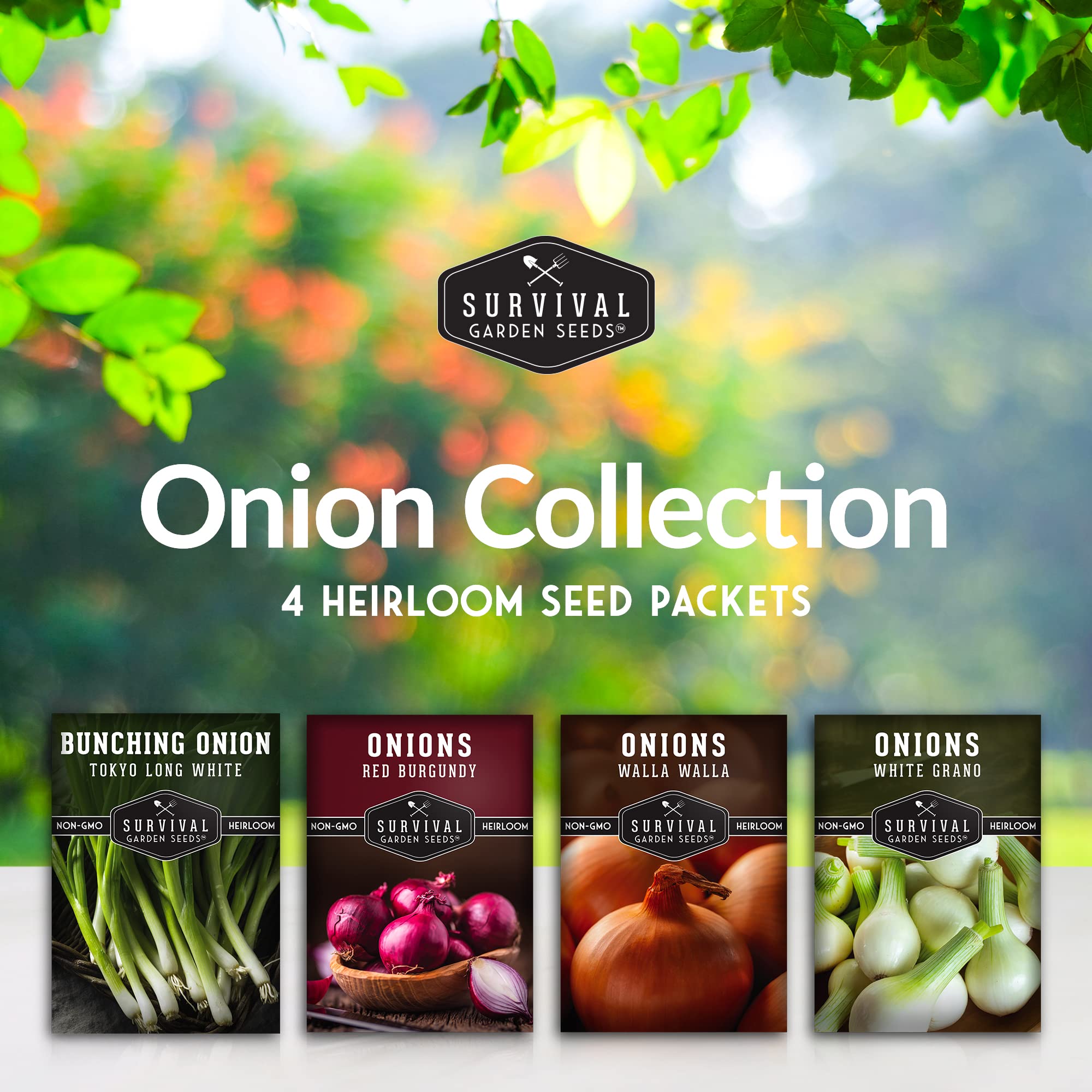 Close-up of the four onion varieties in the collection