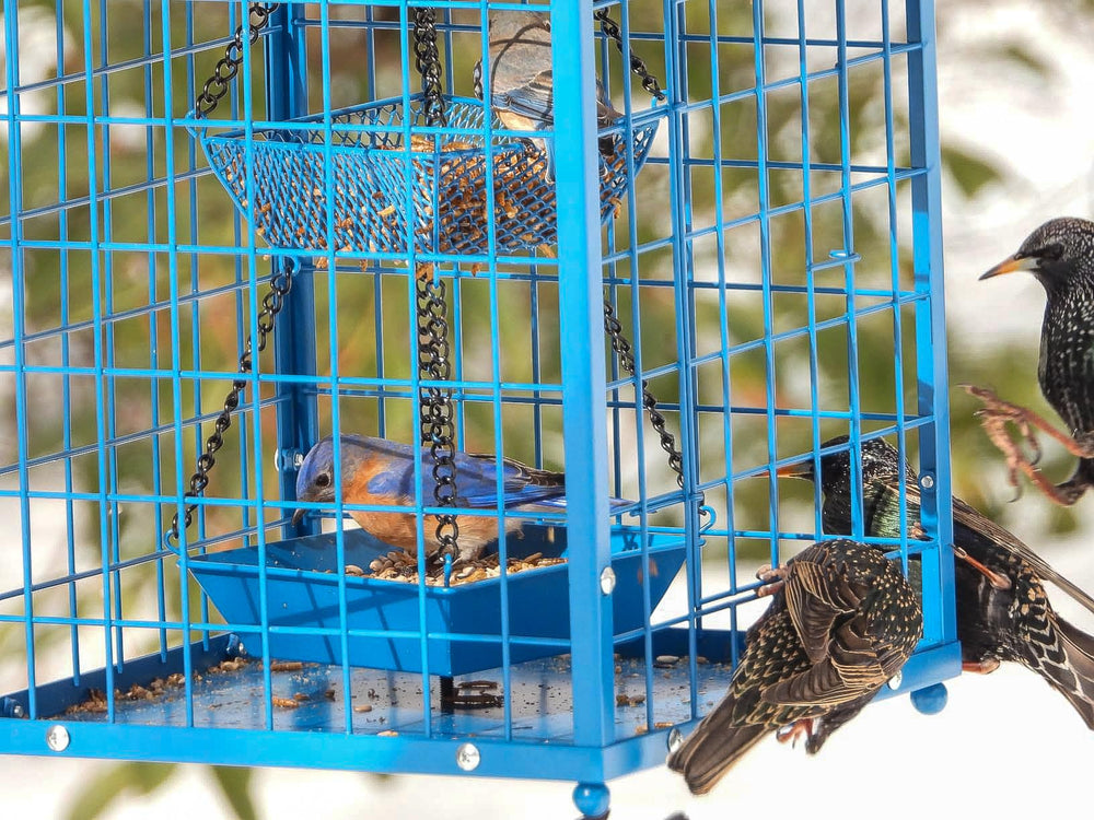 Close-up of the grid openings on Mosloly Bluebird Feeder