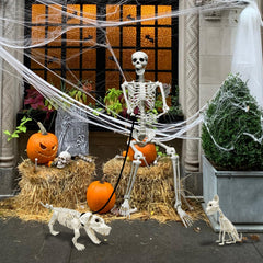 Close-up of the human skeleton from WODMAZ Halloween set