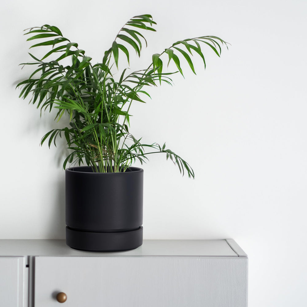 Close-up of the matte finish on Phoenix Vine 6 Inch Planter Pot