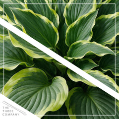Close-up of The Three Company Hosta leaves showing texture