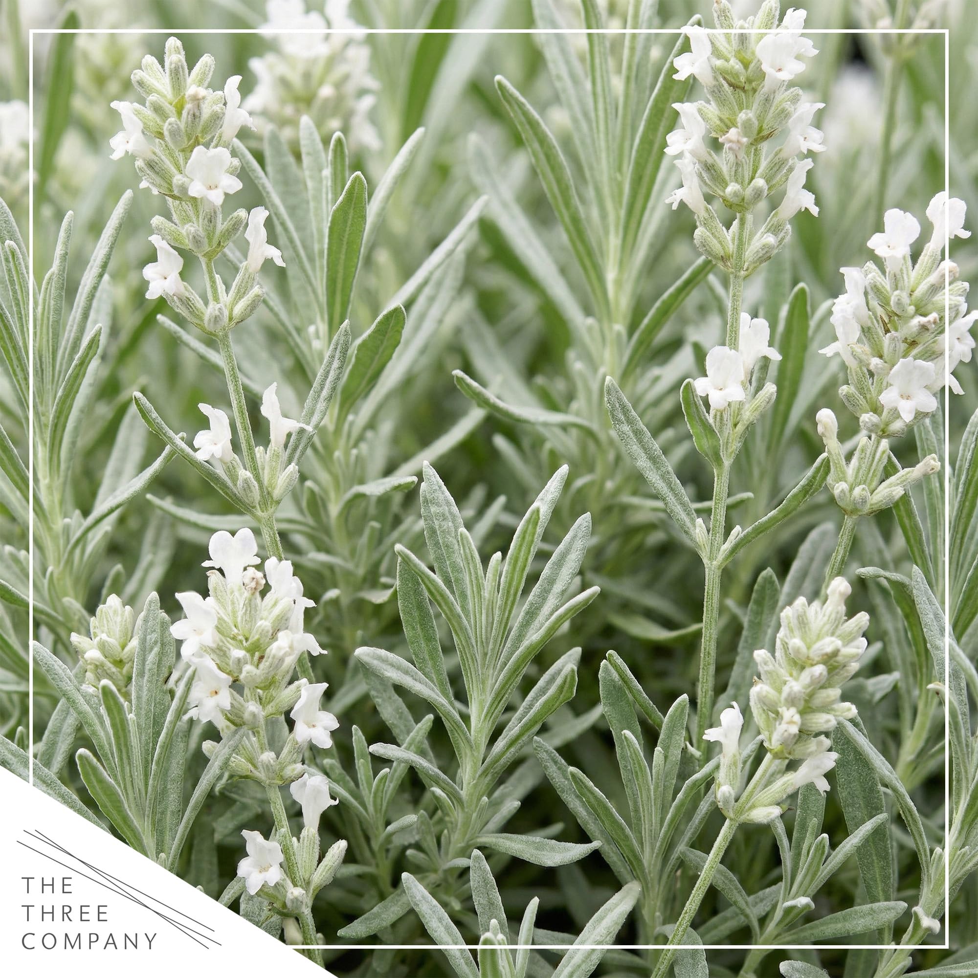 Close-up of The Three Company Lavender white flower spikes