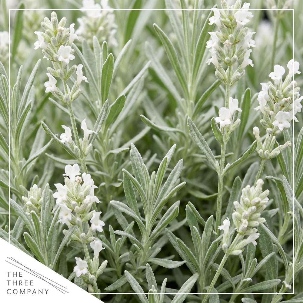 Close-up of The Three Company Lavender white flower spikes