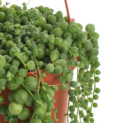 Close-up of the trailing strands of the String of Pearls