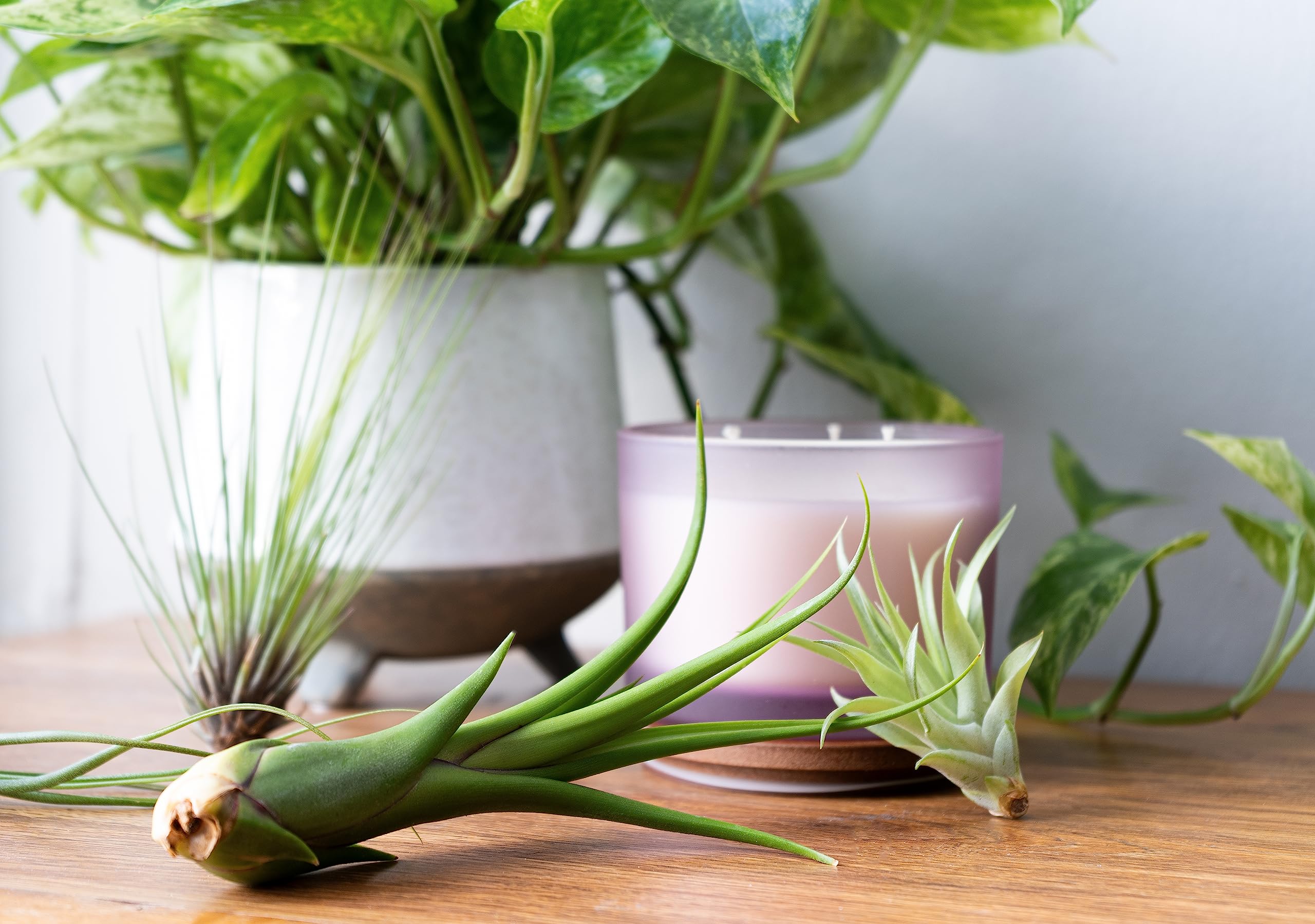 Close-up of Tillandsia air plants in decorative bowl