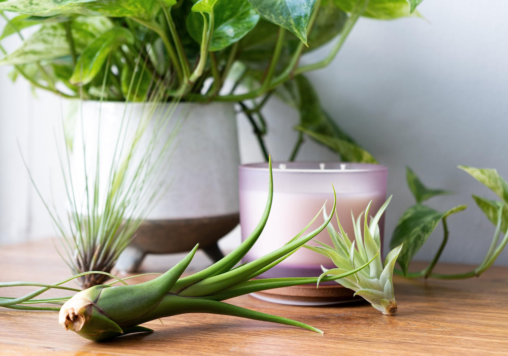 Close-up of Tillandsia air plants in decorative bowl