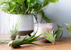 Close-up of Tillandsia air plants in decorative bowl