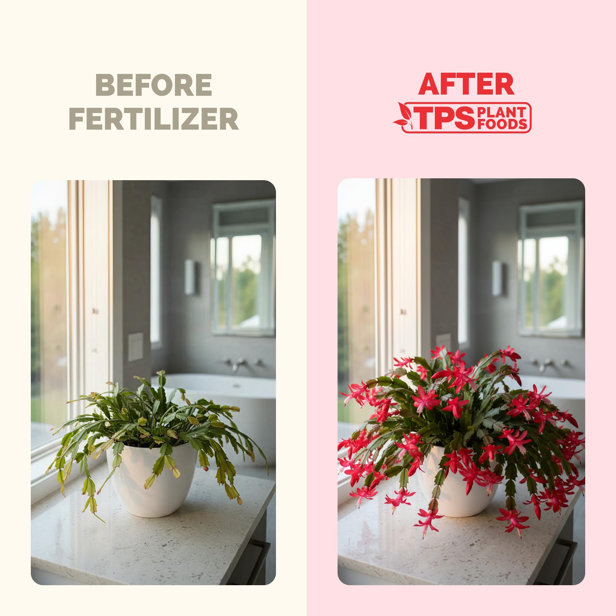 Close-up of TPS NUTRIENTS Christmas Cactus Fertilizer label