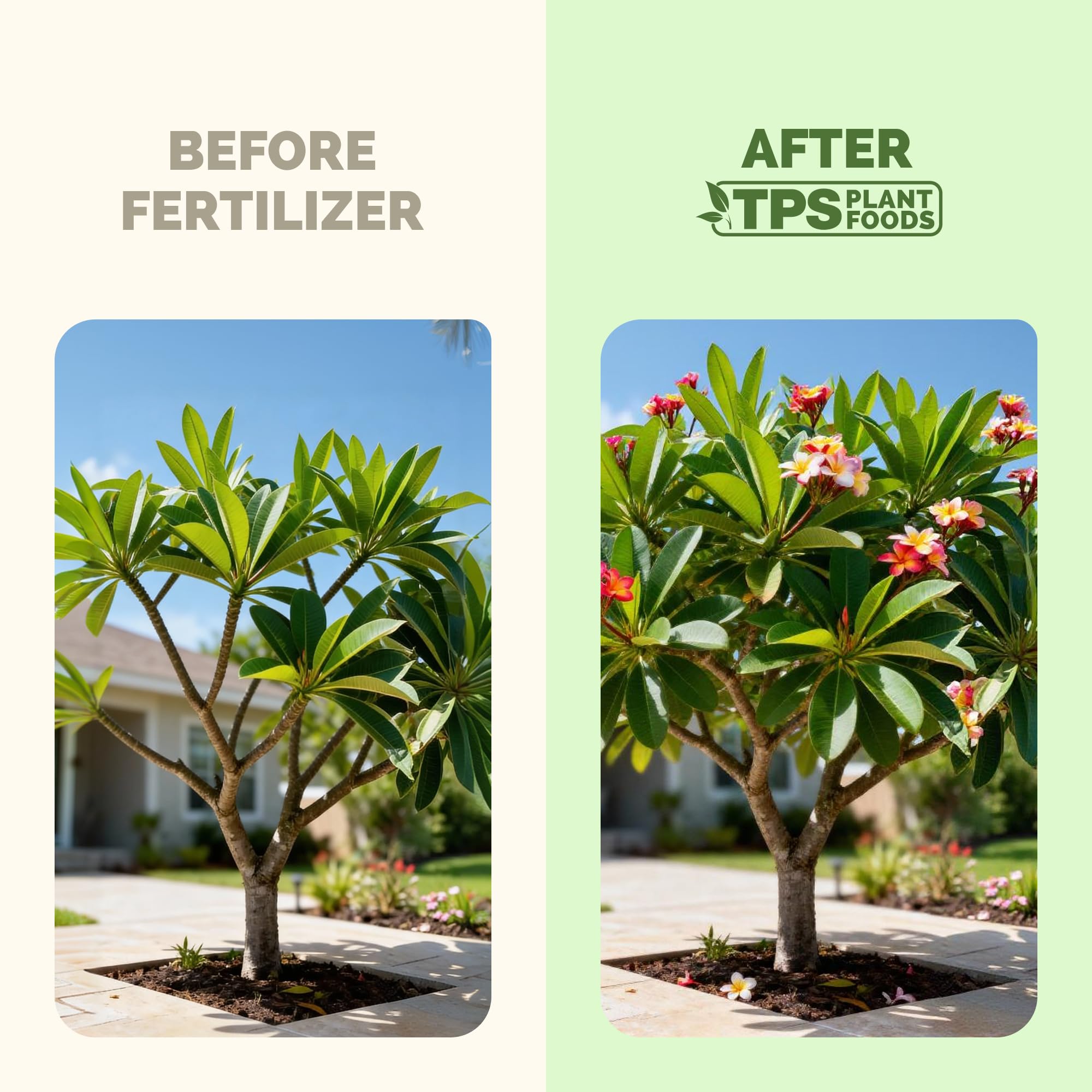 Close-up of TPS NUTRIENTS Plumeria Fertilizer liquid texture
