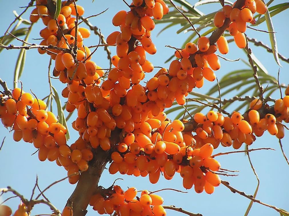 Close-up of USBRANDSEED Sea Buckthorn seeds