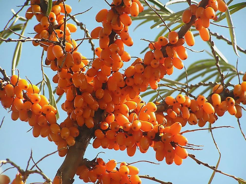Close-up of USBRANDSEED Sea Buckthorn seeds