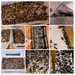 Close-up of USKICH Roach Trap showing adhesive surface