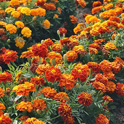 Close-up of vibrant French Marigold flowers in bloom