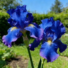 Close-up of vibrant mixed color iris flowers