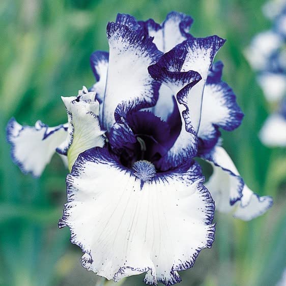 Close-up of vibrant multicolor iris seeds