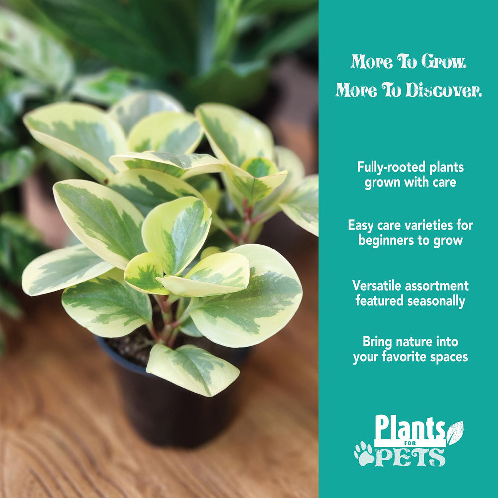 Close-up of vibrant Pothos plant from the Essential Houseplant Collection