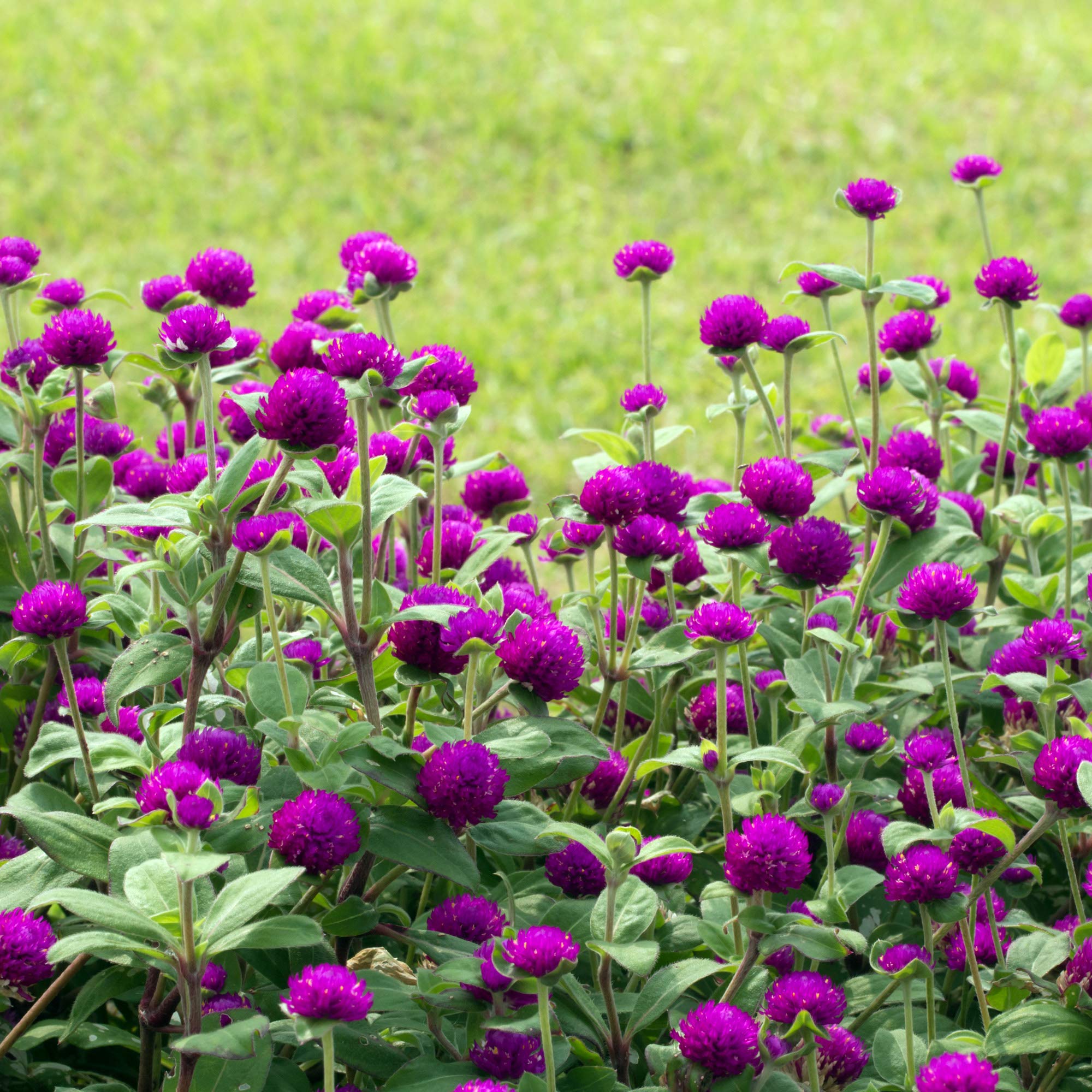 Close-up of vibrant purple Gomphrena blooms in sunlight