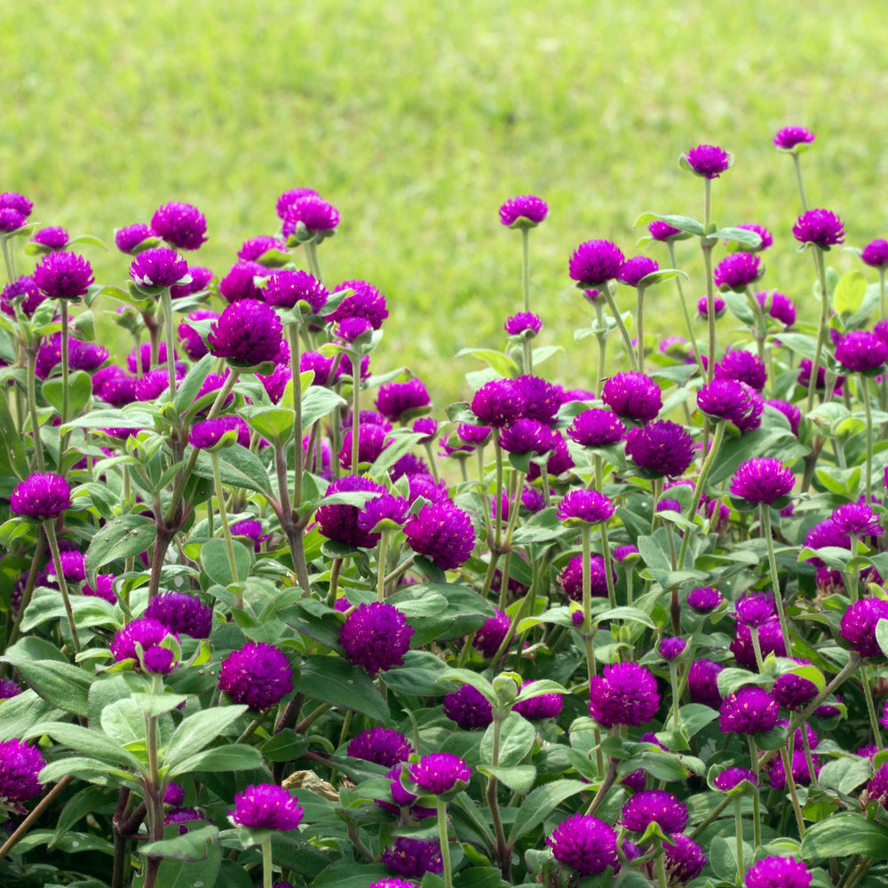 Close-up of vibrant purple Gomphrena blooms in sunlight