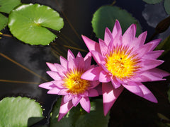 Close-up of vibrant red lotus seeds