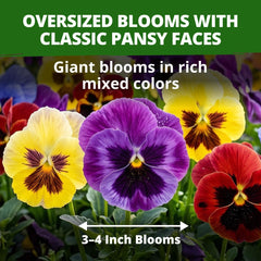 Close-up of vibrant Swiss Giant Pansy flowers