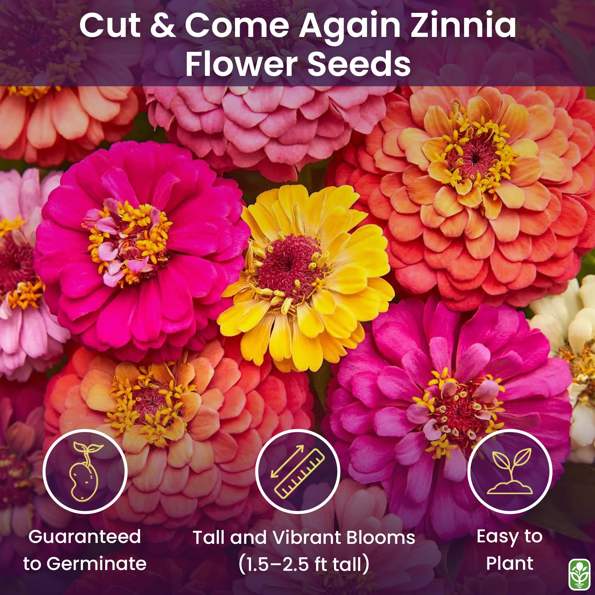 Close-up of vibrant zinnia flowers in various colours