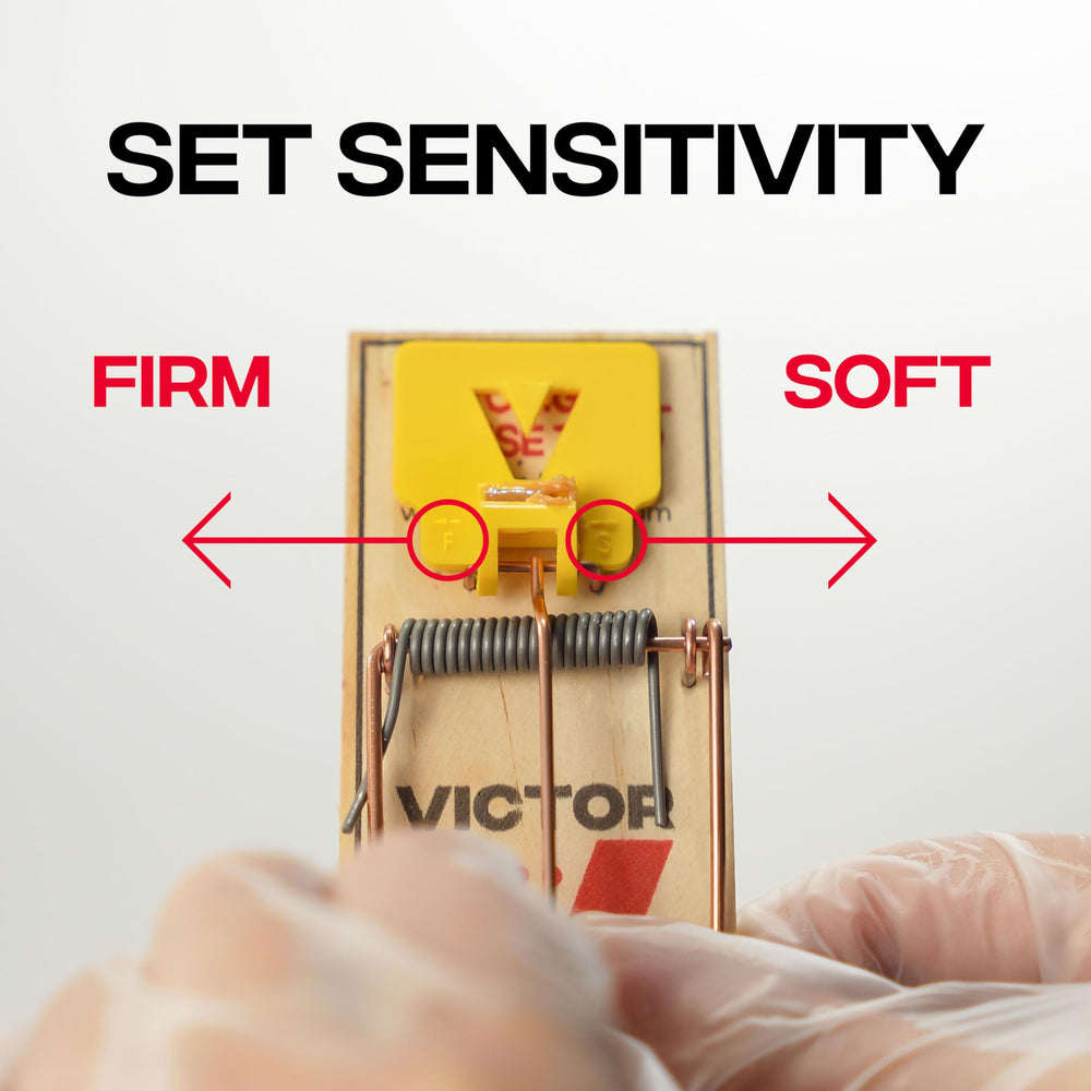 Close-up of Victor mouse trap with plastic pedal