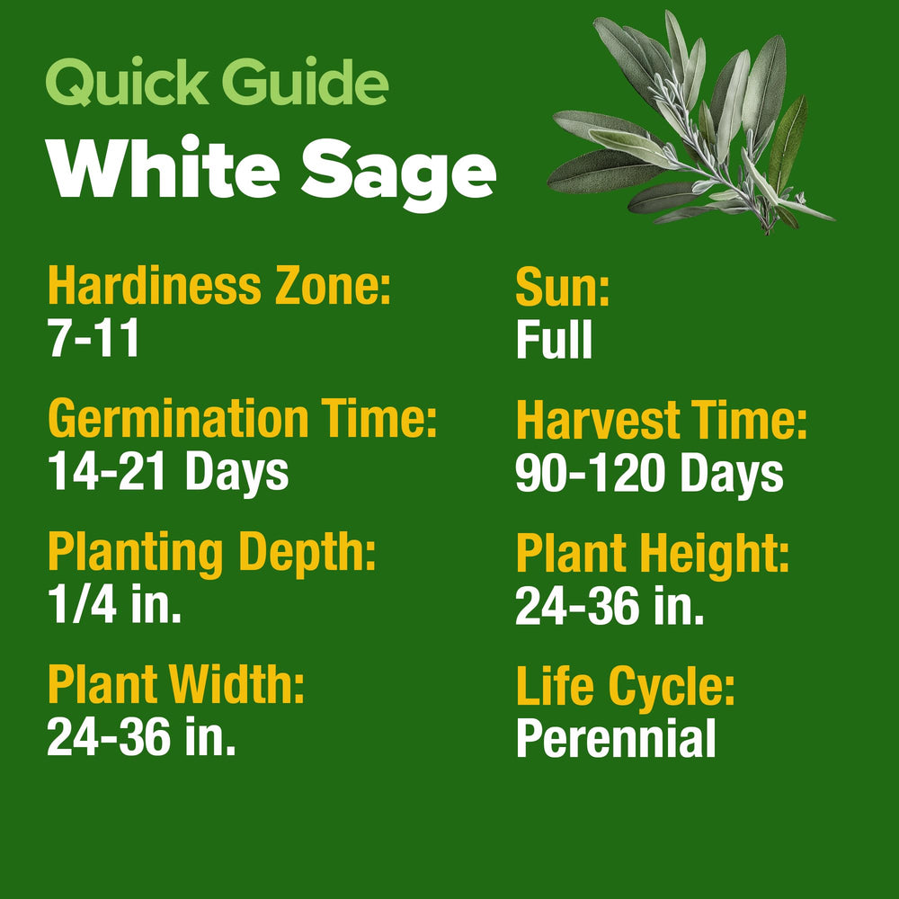Close-up of White Sage plant leaves