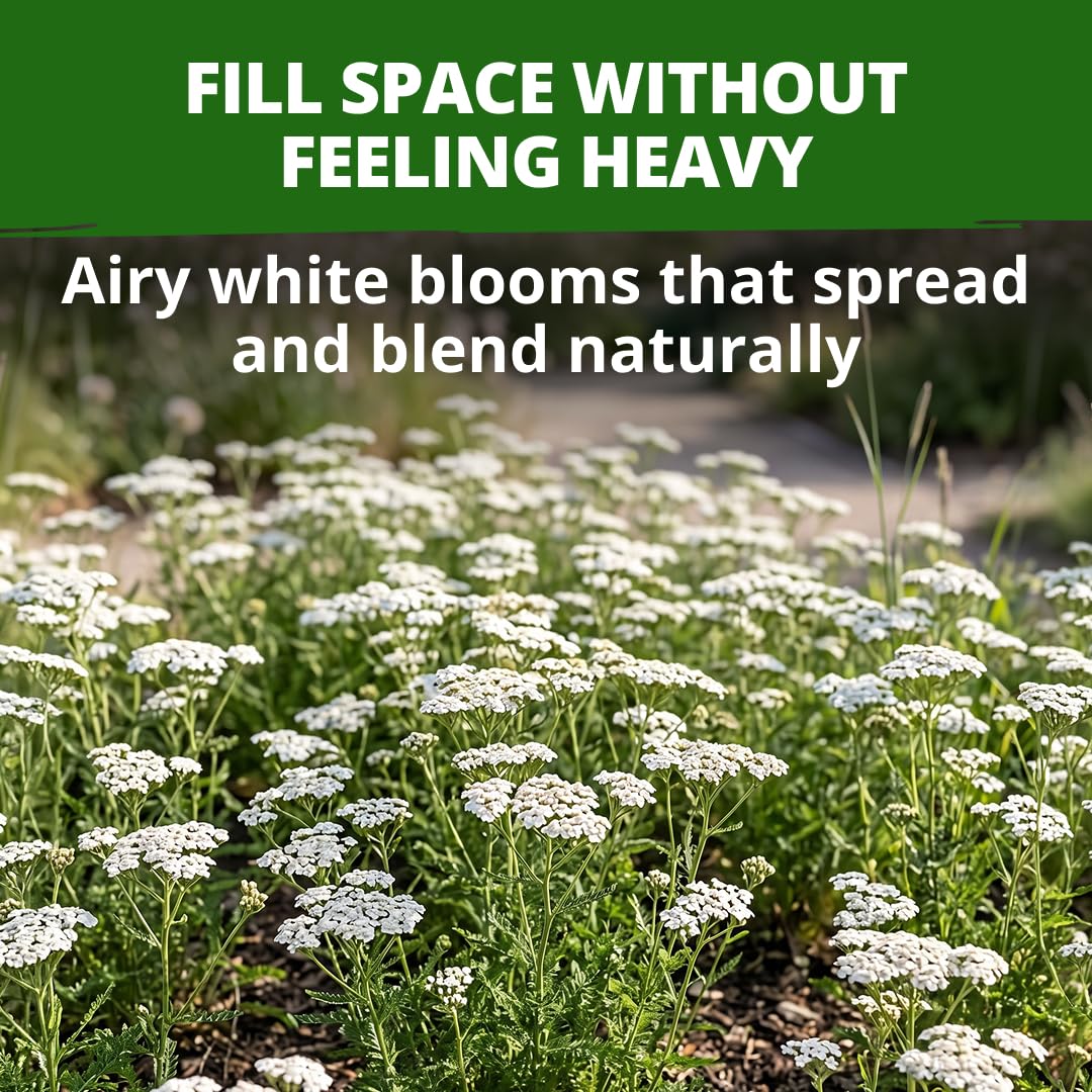 Close-up of White Yarrow flower clusters blooming