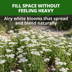 Close-up of White Yarrow flower clusters blooming