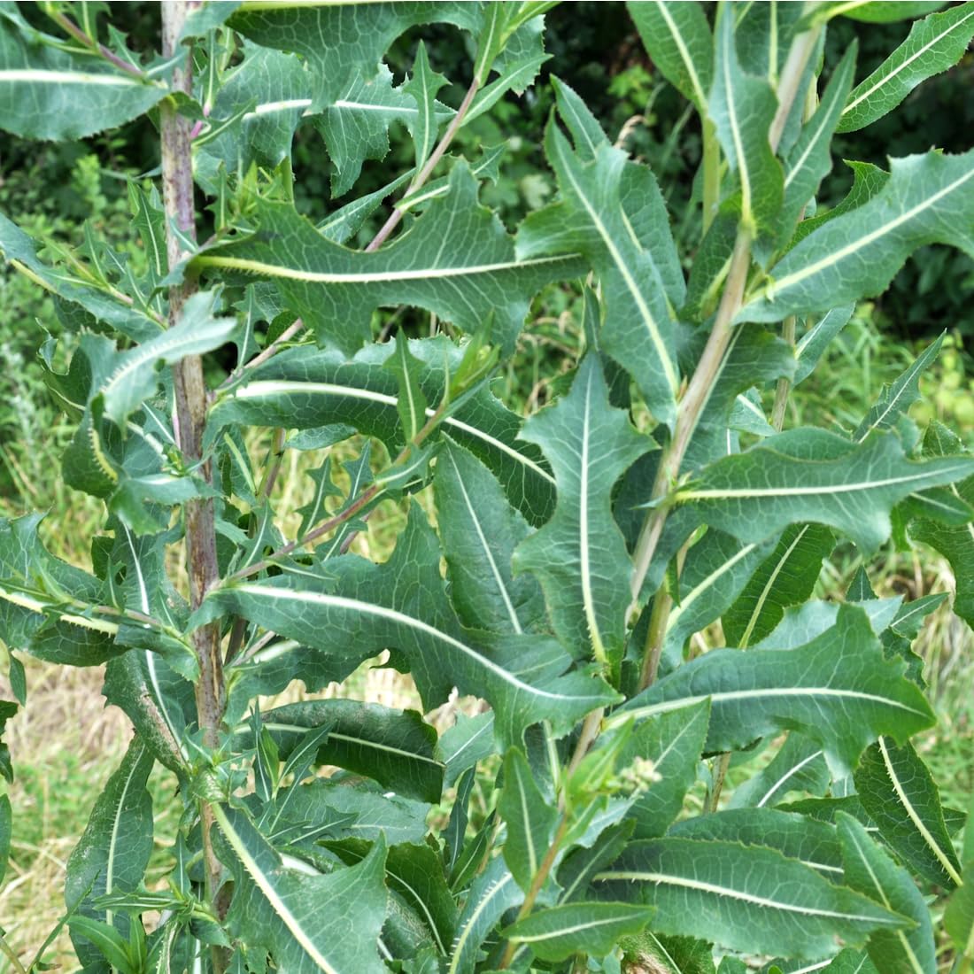 Close-up of Wild Lettuce seeds from Earthcare Seeds