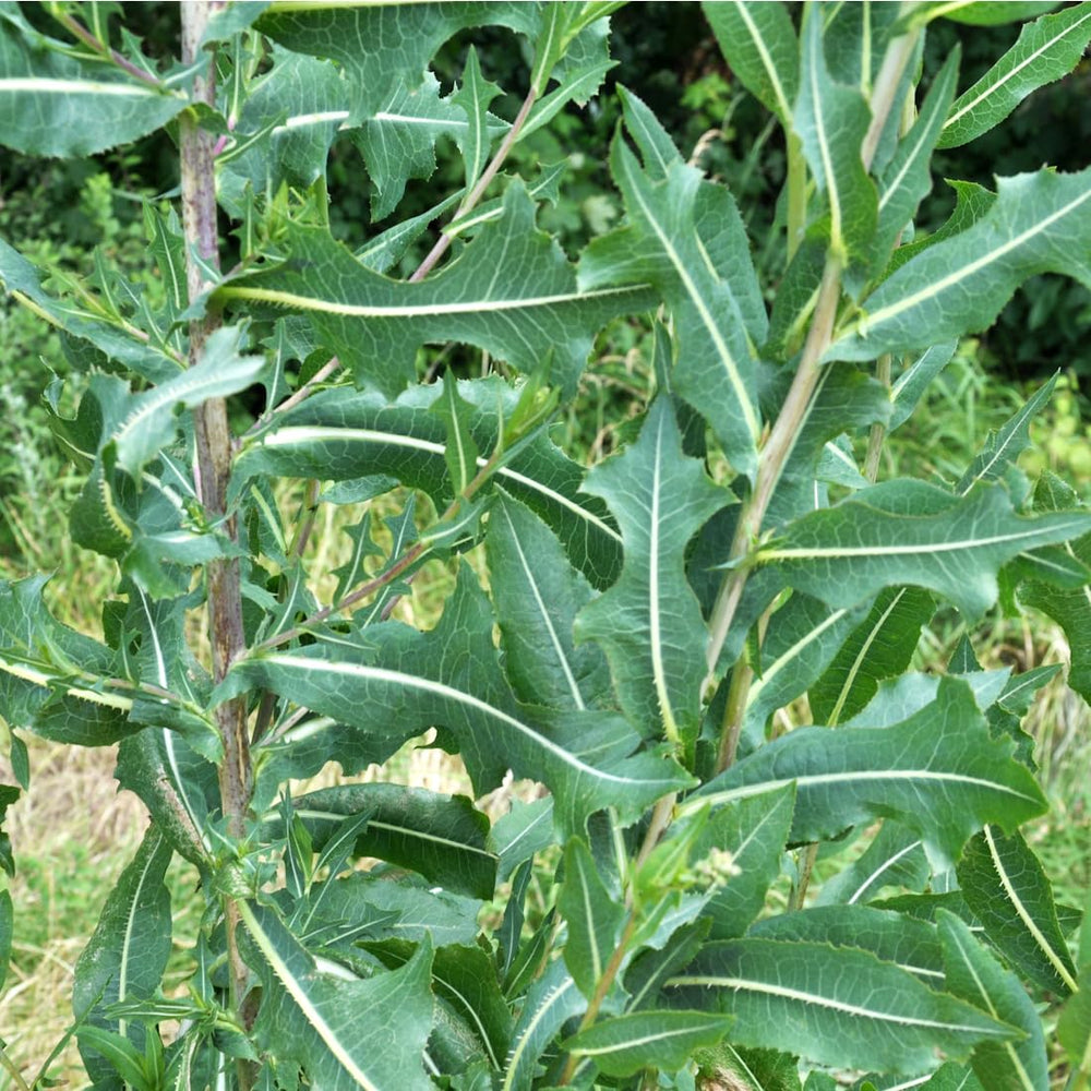 Close-up of Wild Lettuce seeds from Earthcare Seeds