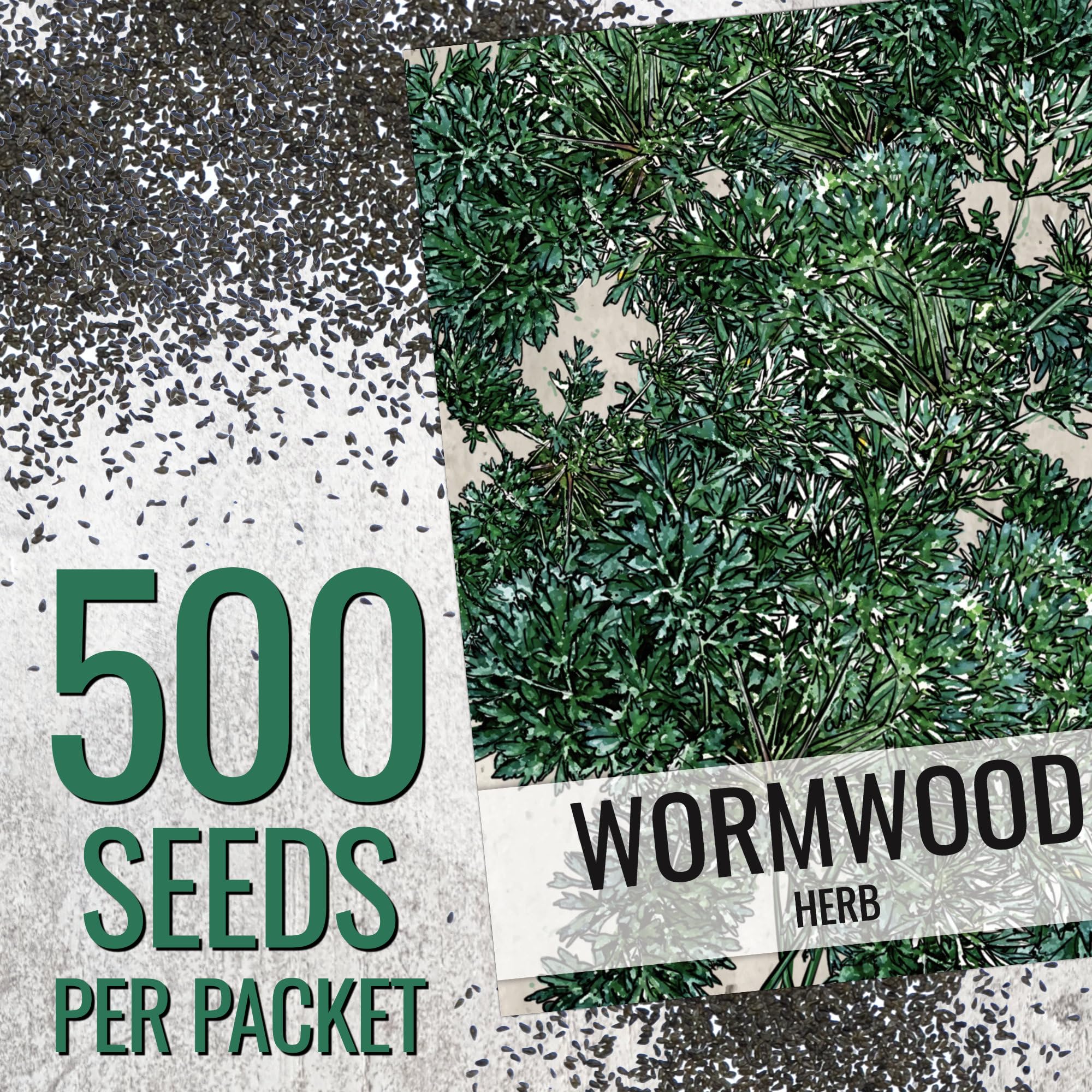 Close-up of Wormwood seeds in packet