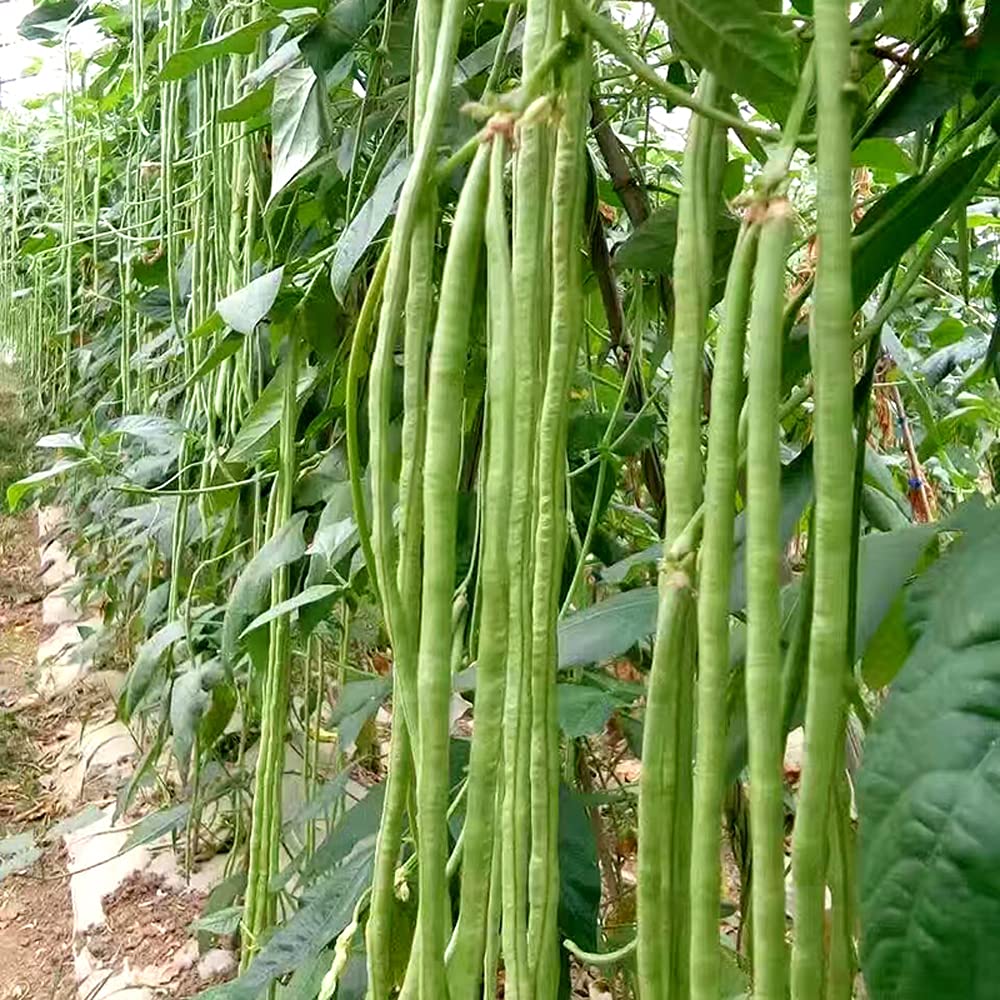 Close-up of yard long beans on the vine