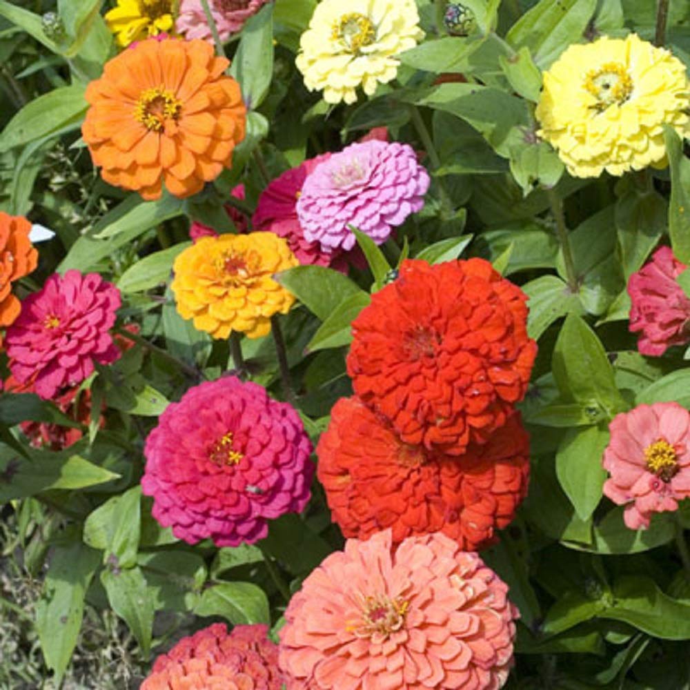 Close-up of Zinnia California Giants flowers in various colors