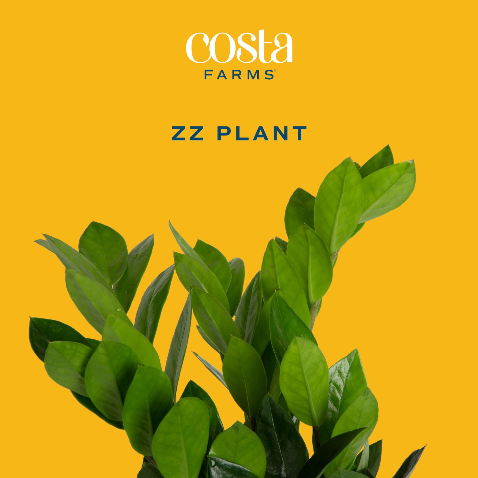 Close-up of ZZ Plant leaves showing architectural design