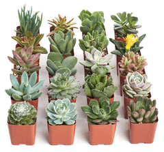 Close-up view of assorted mini succulent plants in the pack