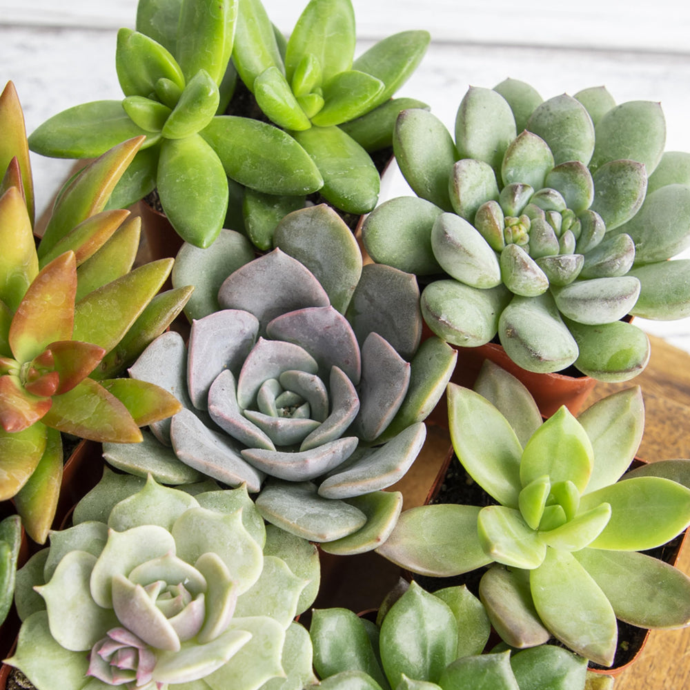 Close-up view of Crassula and Portulacaria succulents