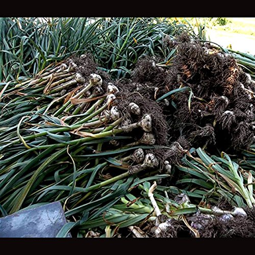 Close-up view of Fresh Garlic Chesnok Red Bulbs