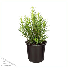 Close-up view of fresh herbs included in the assortment
