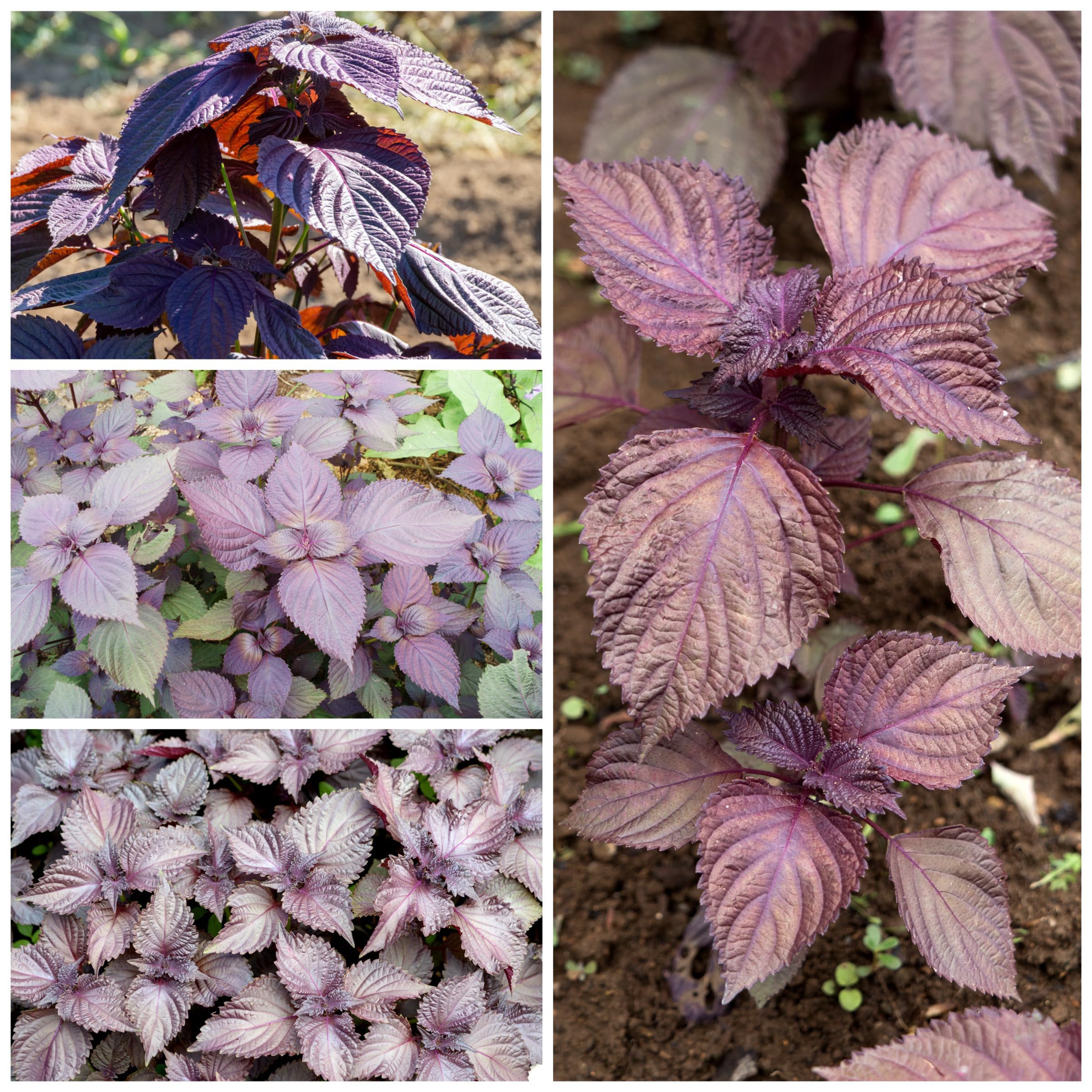 Close-up view of green shiso leaves growing in a garden