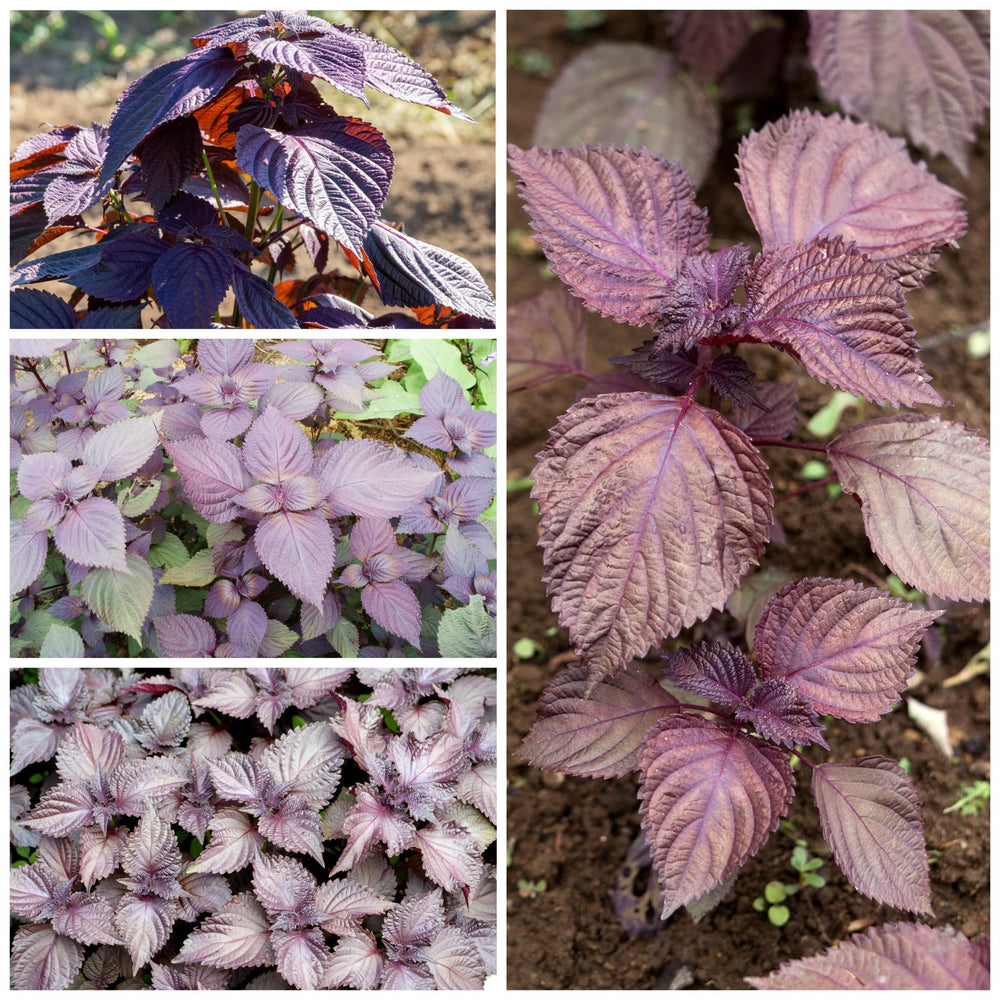 Close-up view of green shiso leaves growing in a garden