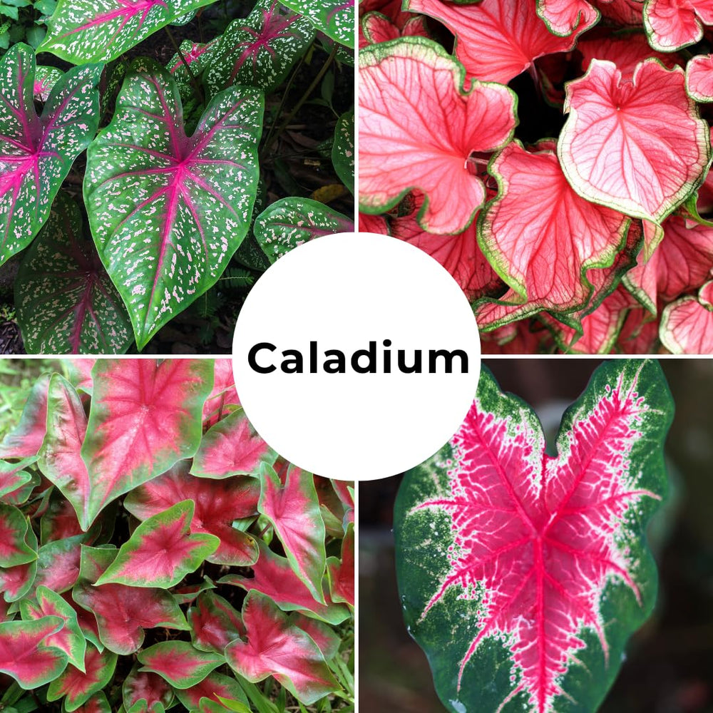 Close-up view of heart-shaped Caladium leaves from CZ Grain