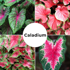 Close-up view of heart-shaped Caladium leaves from CZ Grain