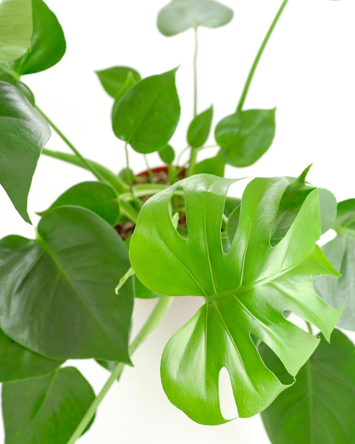 Close-up view of Monstera Deliciosa's split leaves