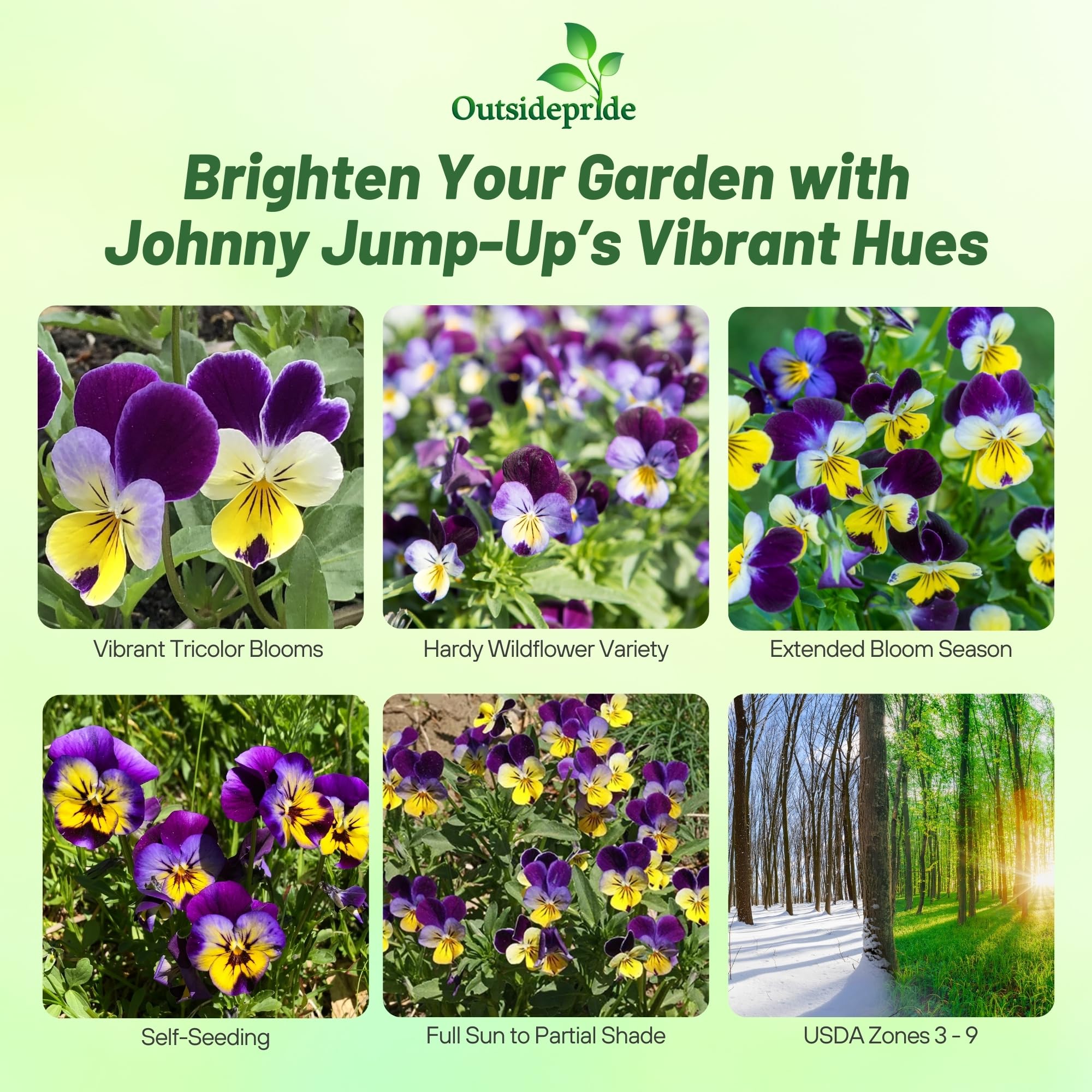 Close-up view of multi-colour Johnny Jump Up Viola flowers