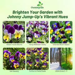 Close-up view of multi-colour Johnny Jump Up Viola flowers