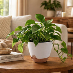 Close-up view of TYMENSH 12 inch self-watering pot