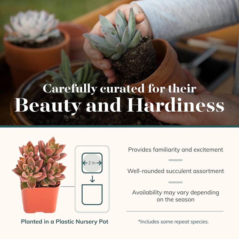 Close-up view of vibrant mini succulents in various colours
