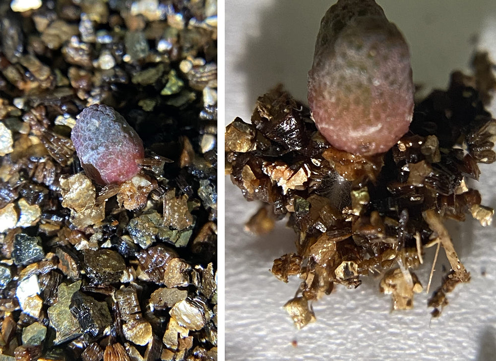 Close-up view of Voulosimi Organic Vermiculite texture