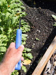 CobraHead Original Weeder in a garden setting
